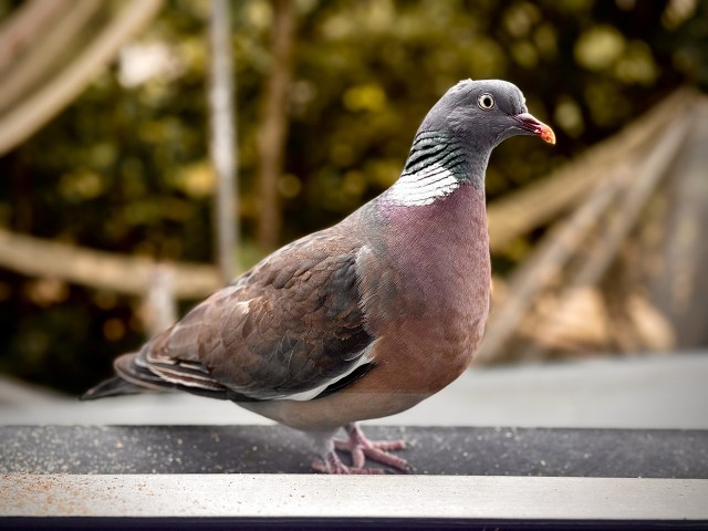 a wood pigeon standing on a window sill with trees behind