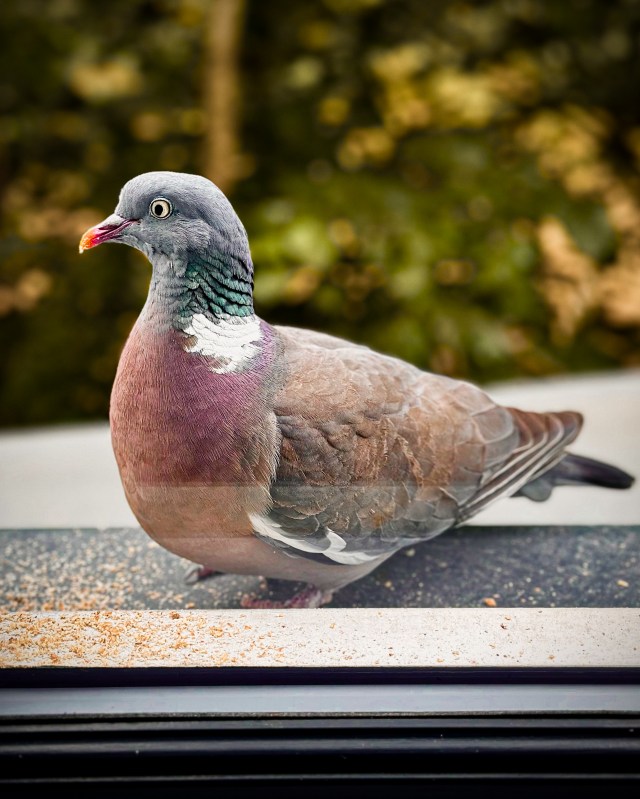 wood pigeon sat on a window sill with trees behind